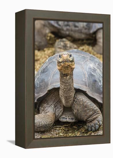 Captive Galapagos Giant Tortoise (Chelonoidis Nigra) at the Charles Darwin Research Station-Michael Nolan-Framed Premier Image Canvas