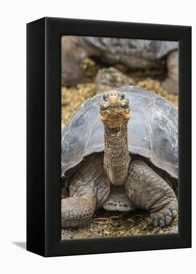 Captive Galapagos Giant Tortoise (Chelonoidis Nigra) at the Charles Darwin Research Station-Michael Nolan-Framed Premier Image Canvas