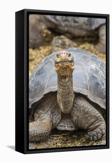 Captive Galapagos Giant Tortoise (Chelonoidis Nigra) at the Charles Darwin Research Station-Michael Nolan-Framed Premier Image Canvas