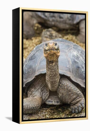 Captive Galapagos Giant Tortoise (Chelonoidis Nigra) at the Charles Darwin Research Station-Michael Nolan-Framed Premier Image Canvas