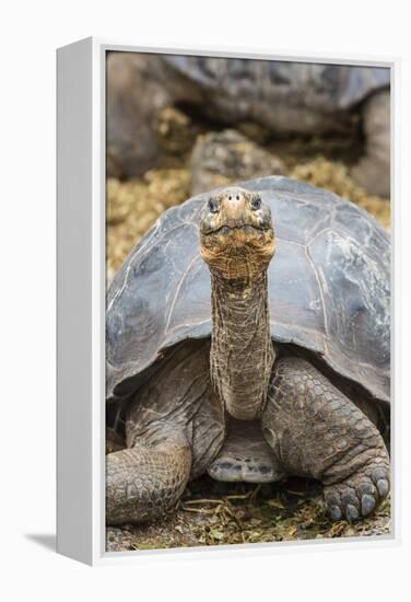 Captive Galapagos Giant Tortoise (Chelonoidis Nigra) at the Charles Darwin Research Station-Michael Nolan-Framed Premier Image Canvas