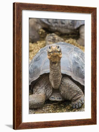 Captive Galapagos Giant Tortoise (Chelonoidis Nigra) at the Charles Darwin Research Station-Michael Nolan-Framed Photographic Print