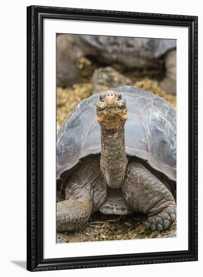 Captive Galapagos Giant Tortoise (Chelonoidis Nigra) at the Charles Darwin Research Station-Michael Nolan-Framed Photographic Print