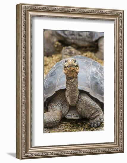 Captive Galapagos Giant Tortoise (Chelonoidis Nigra) at the Charles Darwin Research Station-Michael Nolan-Framed Photographic Print