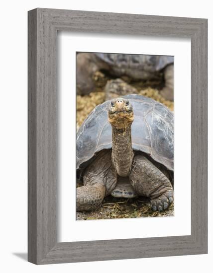 Captive Galapagos Giant Tortoise (Chelonoidis Nigra) at the Charles Darwin Research Station-Michael Nolan-Framed Photographic Print