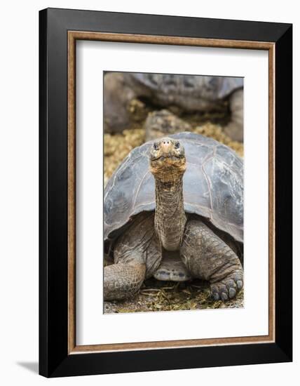 Captive Galapagos Giant Tortoise (Chelonoidis Nigra) at the Charles Darwin Research Station-Michael Nolan-Framed Photographic Print