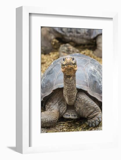 Captive Galapagos Giant Tortoise (Chelonoidis Nigra) at the Charles Darwin Research Station-Michael Nolan-Framed Photographic Print