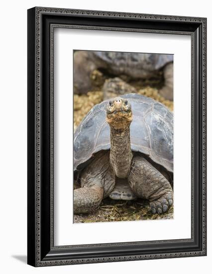 Captive Galapagos Giant Tortoise (Chelonoidis Nigra) at the Charles Darwin Research Station-Michael Nolan-Framed Photographic Print