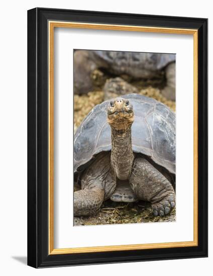 Captive Galapagos Giant Tortoise (Chelonoidis Nigra) at the Charles Darwin Research Station-Michael Nolan-Framed Photographic Print