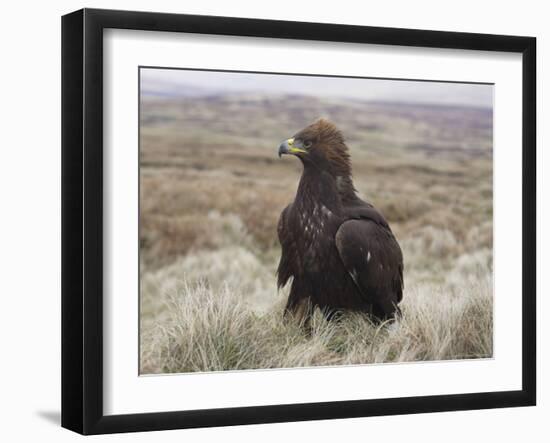 Captive Golden Eagle (Aquila Chrysaetos) on Moorland, United Kingdom, Europe-Ann & Steve Toon-Framed Photographic Print