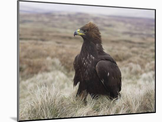 Captive Golden Eagle (Aquila Chrysaetos) on Moorland, United Kingdom, Europe-Ann & Steve Toon-Mounted Photographic Print