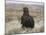 Captive Golden Eagle (Aquila Chrysaetos) on Moorland, United Kingdom, Europe-Ann & Steve Toon-Mounted Photographic Print