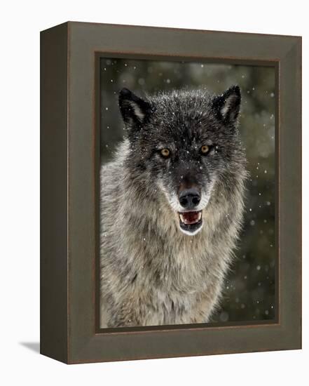 Captive Gray Wolf (Canis Lupus) in the Snow, Near Bozeman, Montana, USA-null-Framed Premier Image Canvas