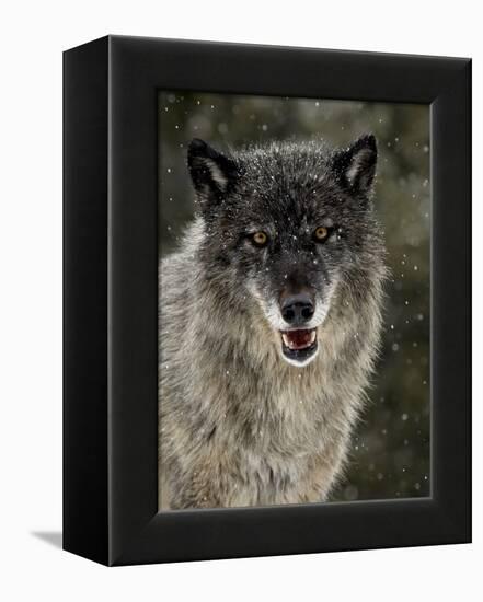 Captive Gray Wolf (Canis Lupus) in the Snow, Near Bozeman, Montana, USA-null-Framed Premier Image Canvas