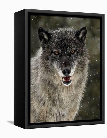 Captive Gray Wolf (Canis Lupus) in the Snow, Near Bozeman, Montana, USA-null-Framed Premier Image Canvas