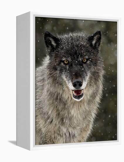 Captive Gray Wolf (Canis Lupus) in the Snow, Near Bozeman, Montana, USA-null-Framed Premier Image Canvas