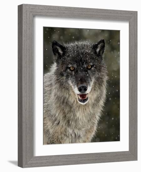 Captive Gray Wolf (Canis Lupus) in the Snow, Near Bozeman, Montana, USA-null-Framed Photographic Print