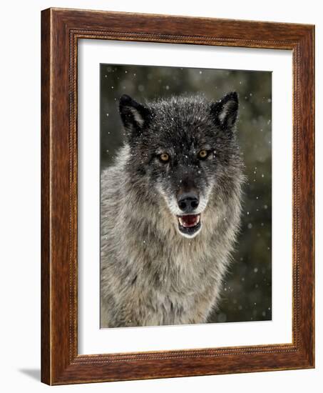 Captive Gray Wolf (Canis Lupus) in the Snow, Near Bozeman, Montana, USA-null-Framed Photographic Print