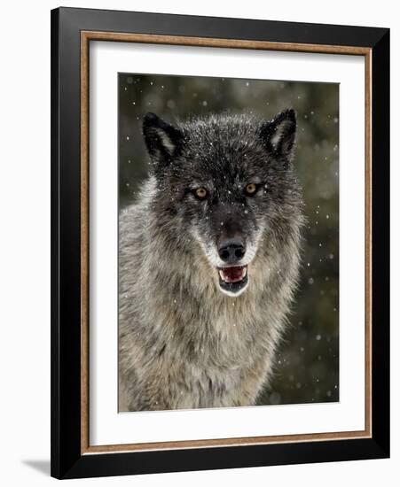 Captive Gray Wolf (Canis Lupus) in the Snow, Near Bozeman, Montana, USA-null-Framed Photographic Print