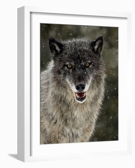 Captive Gray Wolf (Canis Lupus) in the Snow, Near Bozeman, Montana, USA-null-Framed Photographic Print