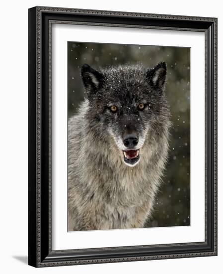 Captive Gray Wolf (Canis Lupus) in the Snow, Near Bozeman, Montana, USA-null-Framed Photographic Print