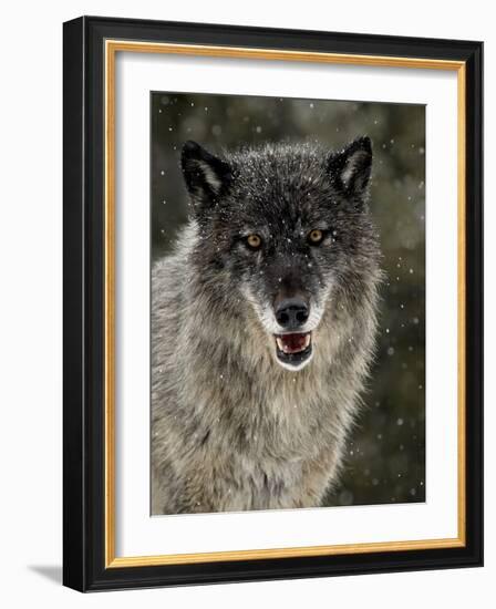 Captive Gray Wolf (Canis Lupus) in the Snow, Near Bozeman, Montana, USA-null-Framed Photographic Print