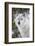 Captive gray wolf portrait at the Grizzly and Wolf Discovery Center in West Yellowstone, Montana-Chuck Haney-Framed Photographic Print