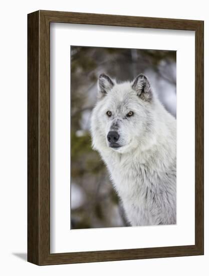 Captive gray wolf portrait at the Grizzly and Wolf Discovery Center in West Yellowstone, Montana-Chuck Haney-Framed Photographic Print