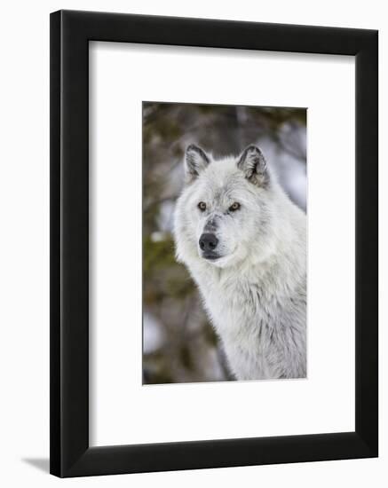 Captive gray wolf portrait at the Grizzly and Wolf Discovery Center in West Yellowstone, Montana-Chuck Haney-Framed Photographic Print