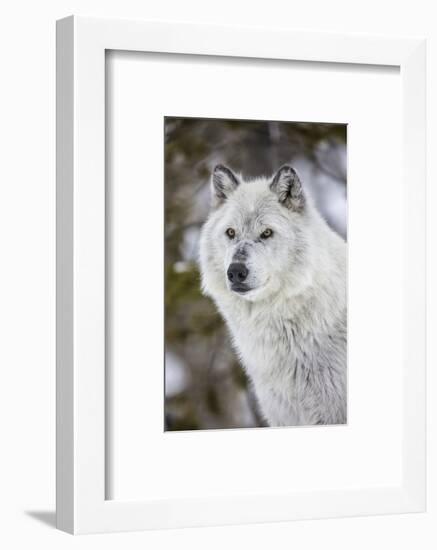 Captive gray wolf portrait at the Grizzly and Wolf Discovery Center in West Yellowstone, Montana-Chuck Haney-Framed Photographic Print