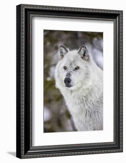 Captive gray wolf portrait at the Grizzly and Wolf Discovery Center in West Yellowstone, Montana-Chuck Haney-Framed Photographic Print