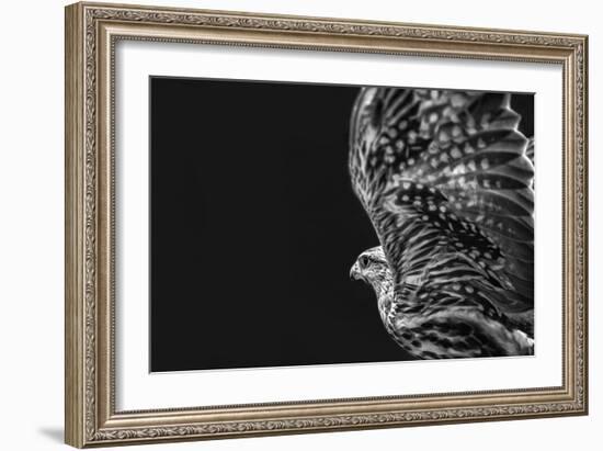 Captive HAWK-Matias Jason-Framed Photographic Print