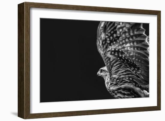 Captive HAWK-Matias Jason-Framed Photographic Print