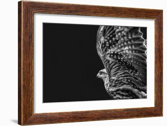 Captive HAWK-Matias Jason-Framed Photographic Print