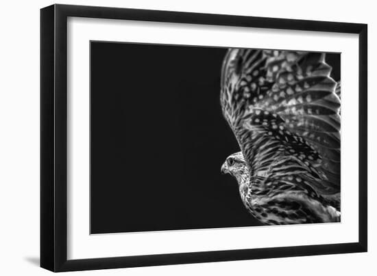 Captive HAWK-Matias Jason-Framed Photographic Print