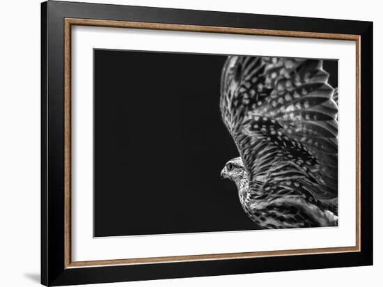 Captive HAWK-Matias Jason-Framed Photographic Print