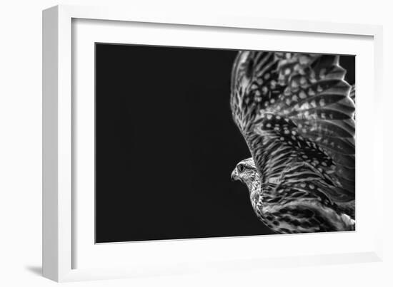 Captive HAWK-Matias Jason-Framed Photographic Print