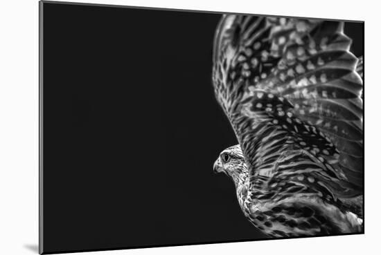 Captive HAWK-Matias Jason-Mounted Photographic Print