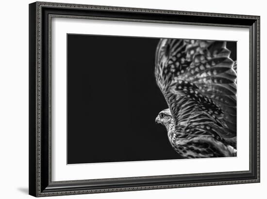 Captive HAWK-Matias Jason-Framed Photographic Print