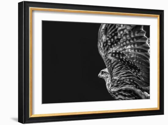 Captive HAWK-Matias Jason-Framed Photographic Print