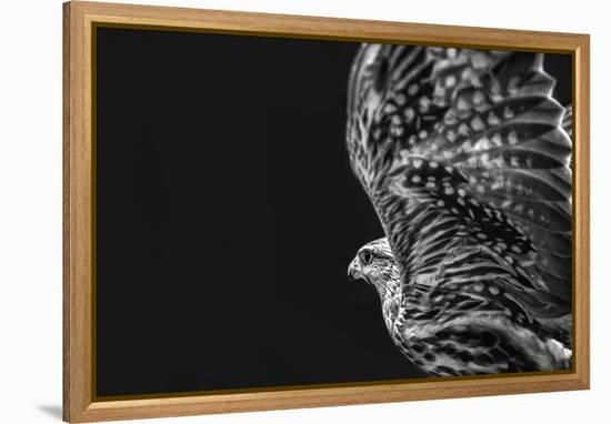 Captive HAWK-Matias Jason-Framed Premier Image Canvas