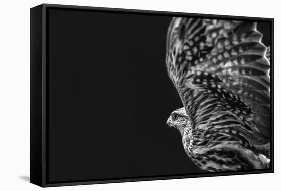 Captive HAWK-Matias Jason-Framed Premier Image Canvas