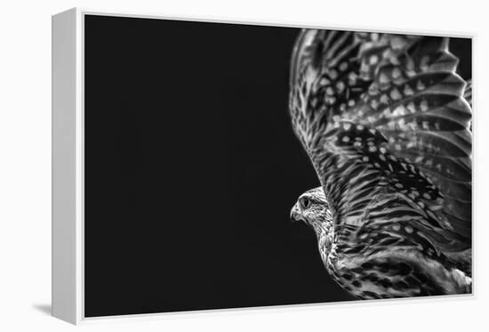 Captive HAWK-Matias Jason-Framed Premier Image Canvas