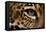 Captive Jaguar at Las Pumas Rescue Shelter-null-Framed Premier Image Canvas