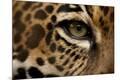 Premium Photographic Print