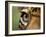 Captive Jaguar at Las Pumas Rescue Shelter-Paul Souders-Framed Photographic Print