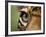 Captive Jaguar at Las Pumas Rescue Shelter-Paul Souders-Framed Photographic Print