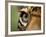 Captive Jaguar at Las Pumas Rescue Shelter-Paul Souders-Framed Photographic Print