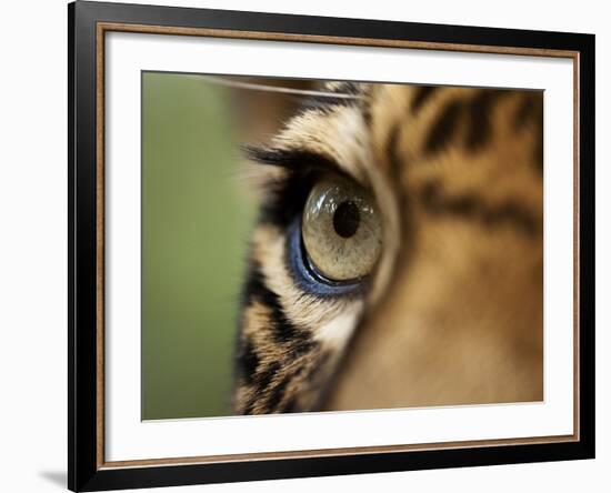 Captive Jaguar at Las Pumas Rescue Shelter-Paul Souders-Framed Photographic Print