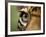 Captive Jaguar at Las Pumas Rescue Shelter-Paul Souders-Framed Photographic Print